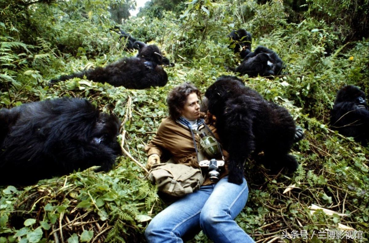 讲猩猩的电影有哪些（推荐八部关于猩猩的经典科幻大片） 3