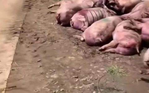 猪场因断电死亡462头猪损失近百万（黑龙江哈尔滨猪场462头生猪被热死）