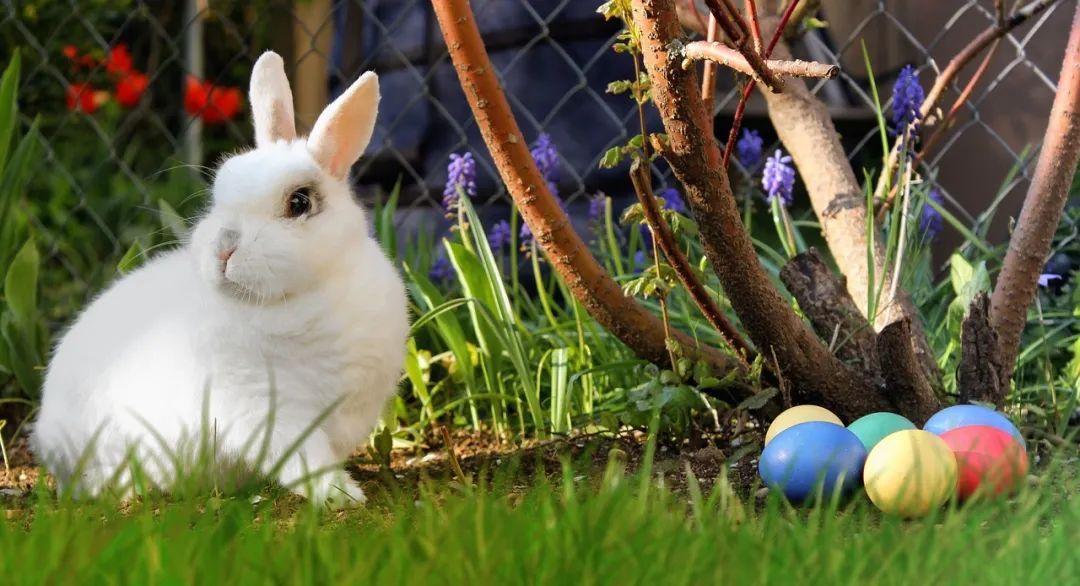 兔子曾被当做过验孕棒（怀孕测试被称为兔子测试） 1