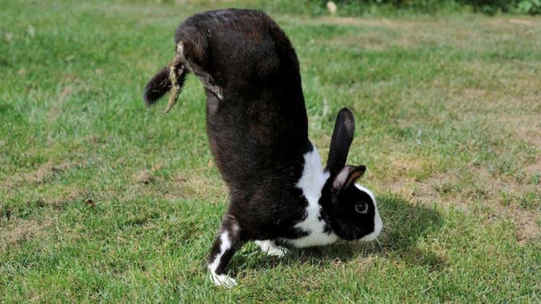 兔子曾被当做过验孕棒（怀孕测试被称为兔子测试） 3